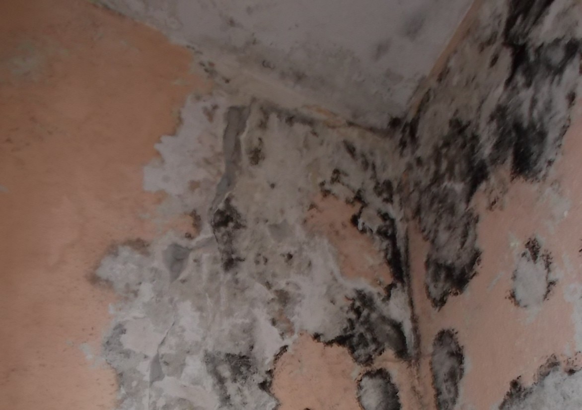 schwarzer Schimmelbefall auf rosa Untergrund